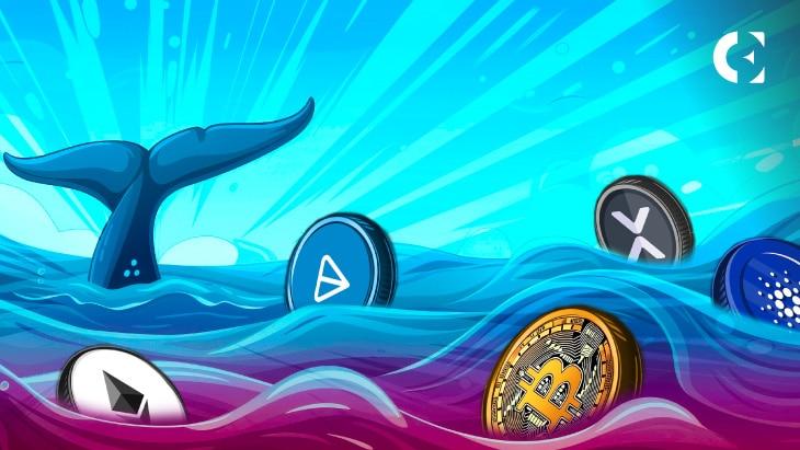 Why Major Crypto Whale Transactions Are Dropping Fast - Insights on BTC, ETH, & More